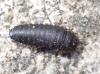 Thanatophilus sp.